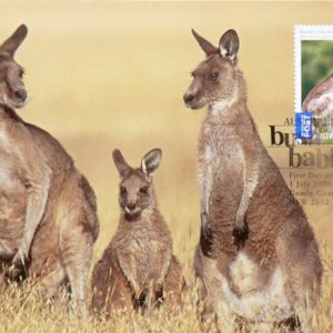 2009 Australia Post Maximum Card - Kangaroo Bush Babies