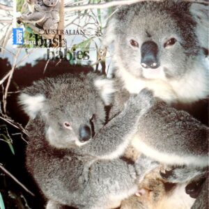 2009 Australia Post Maximum Card - Koala Bush Babies
