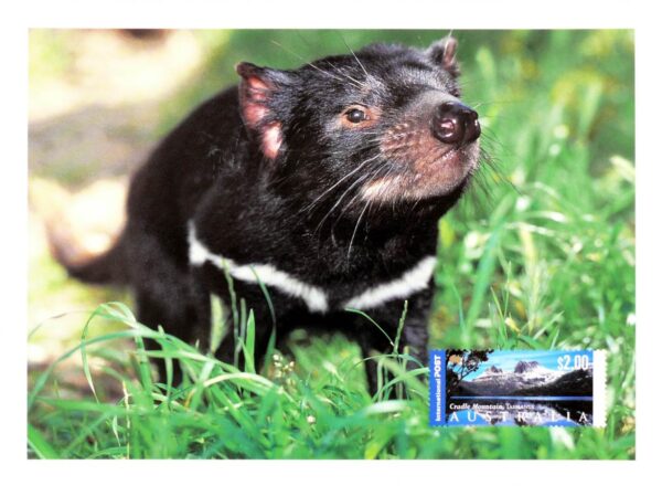 2009 Australia Post Maximum Card - Tasmanian Devil