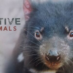 2015 AUSTRALIA POST NATIVE ANIMALS STAMP PACK